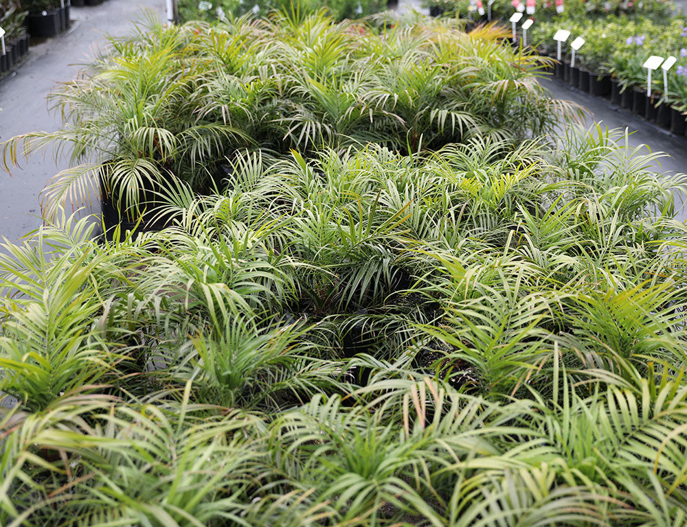 Phoenix Roebelenii - Dwarf Date Palm - Various Sizes
