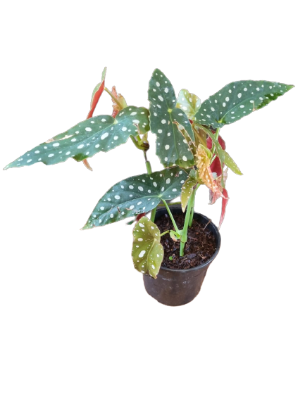 Begonia 'Polka Dot'
