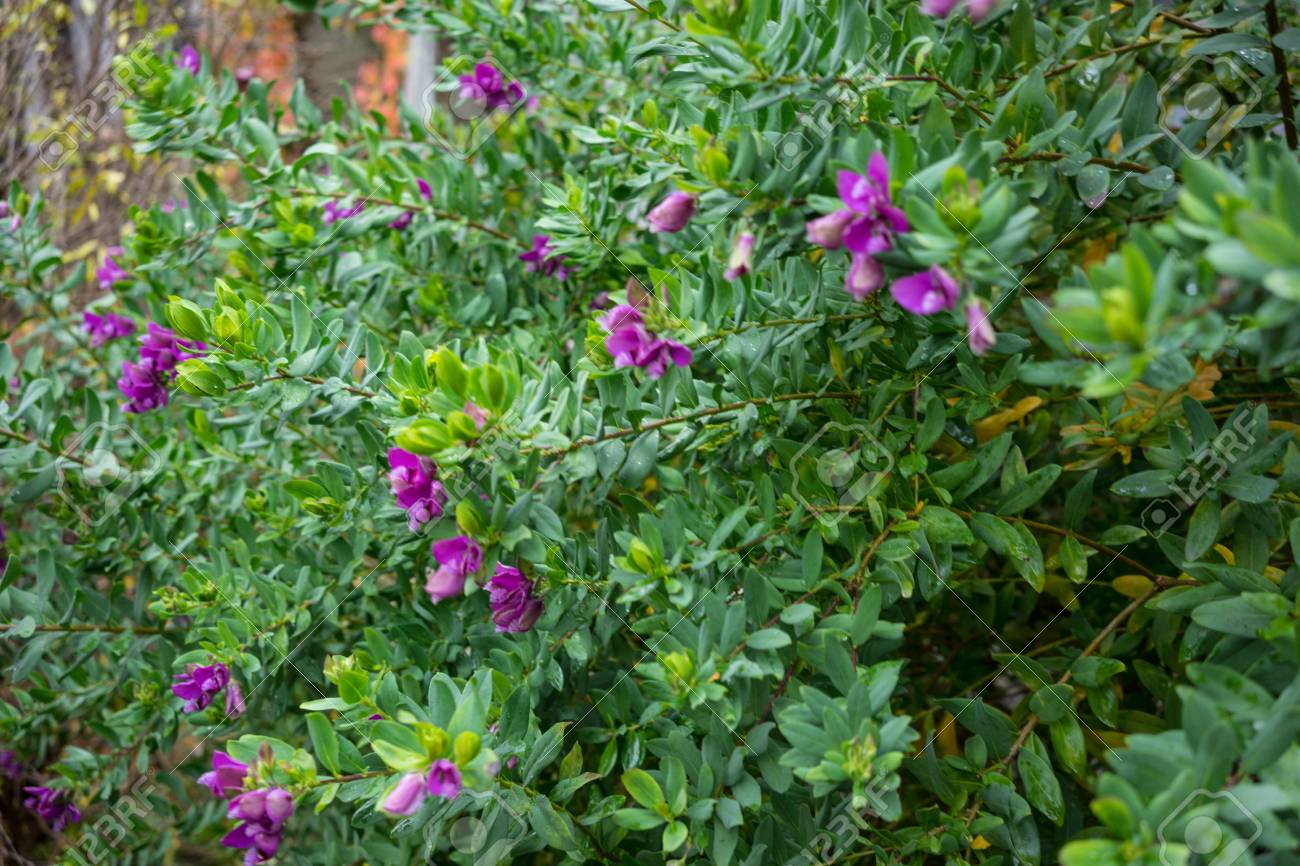Polygala Myrtifolia 10L