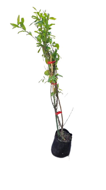 Pomegranate Various 10L