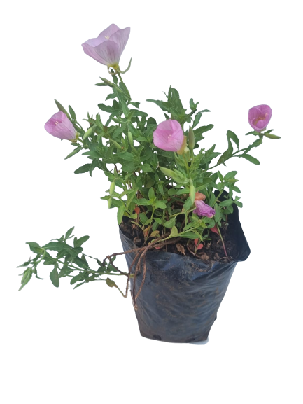Primrose 3L