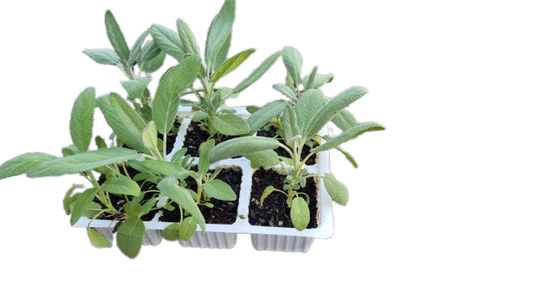 Sage Herb 6 Pack Seedling Tray