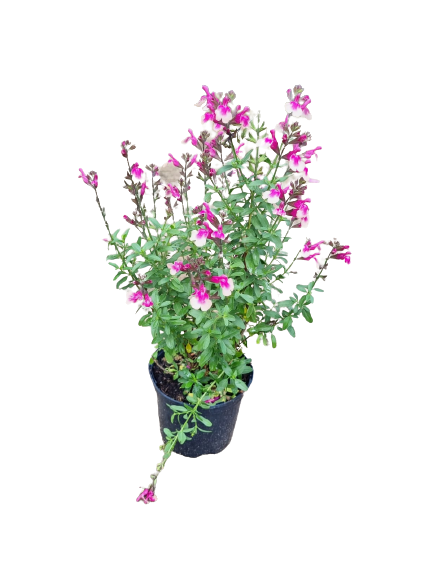 Salvia Mirage 'Rose Bicolour' 15cm