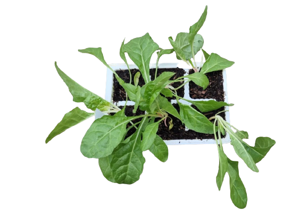 Spinach Ford Hook Giant 6 Pack Seedling Tray