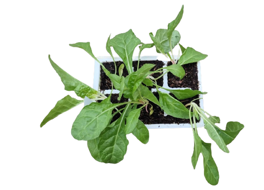 Spinach Ford Hook Giant 6 Pack Seedling Tray