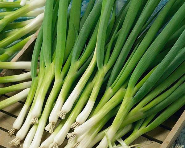 Spring Onion White Lisbon - 6 Pack Seedling Tray