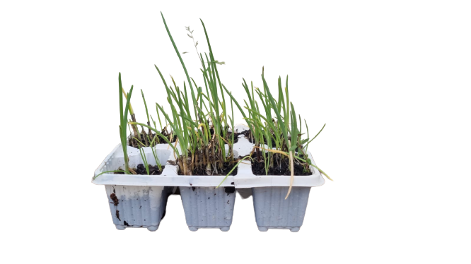Spring Onion White Lisbon - 6 Pack Seedling Tray