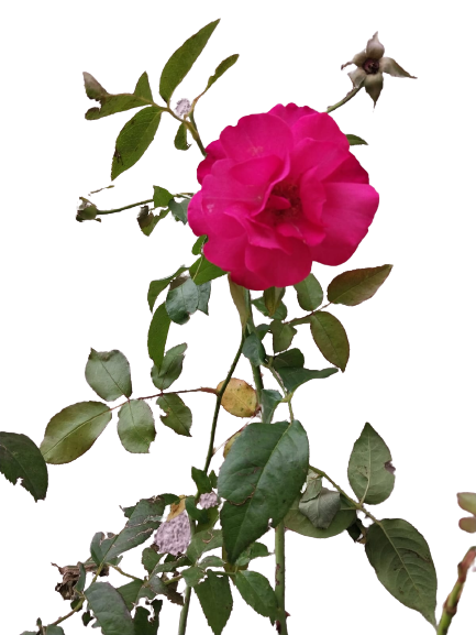 Springs '75 Rose - 5L
