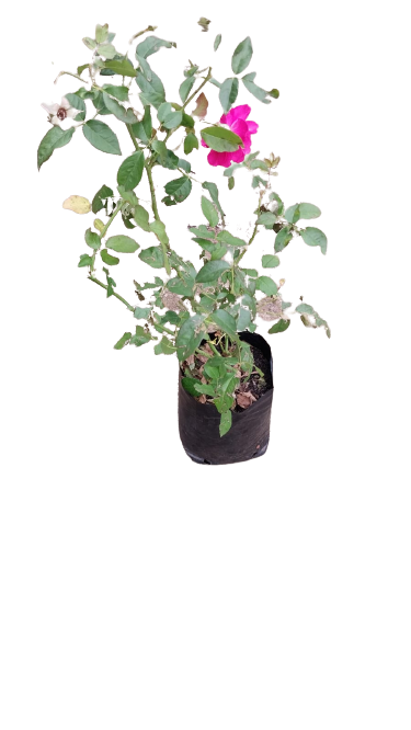 Springs '75 Rose - 5L