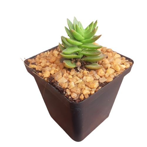 Decorative Square Succulent 10cm