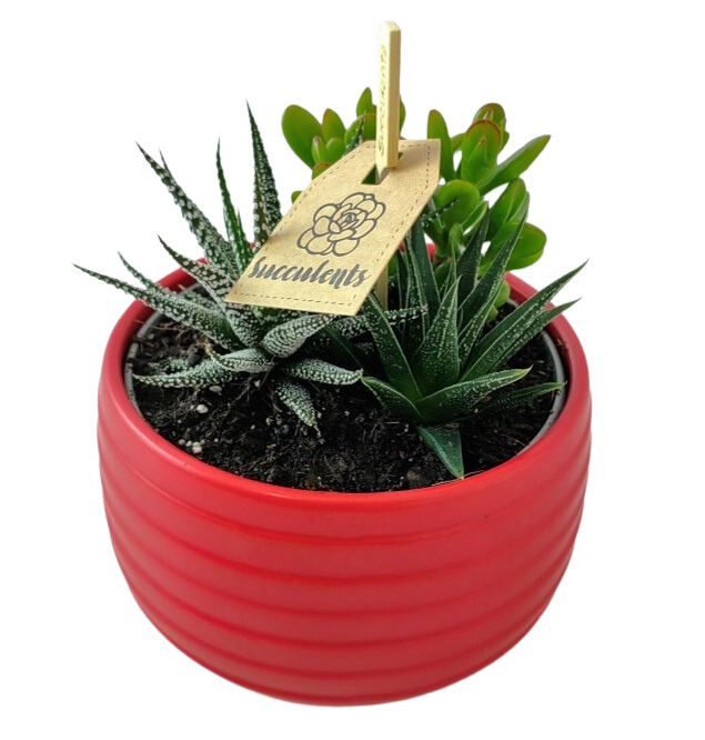 Succulent Trio Bowl - 14cm