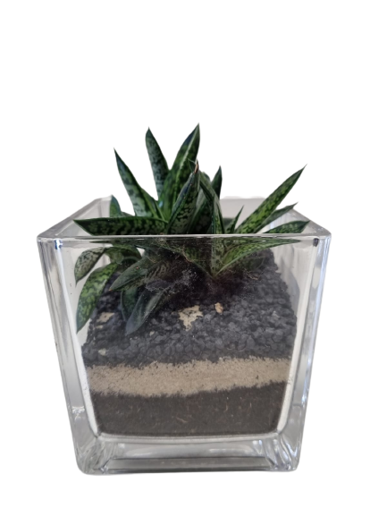 Succulent Terrarium Glass Cube 10 cm