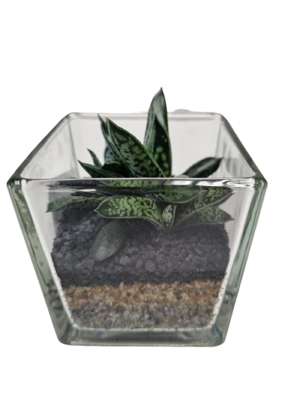 Succulent Terrarium Glass Cube 8 cm