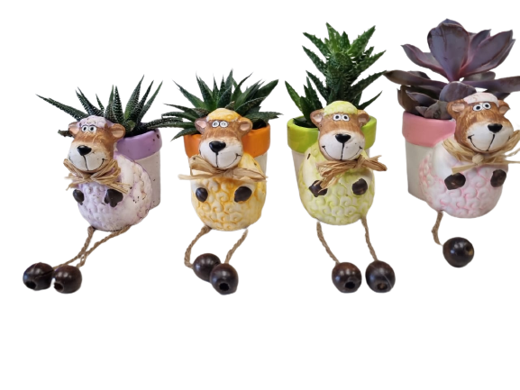 succulent the sheep Succulent Sheep Novelty 8cm