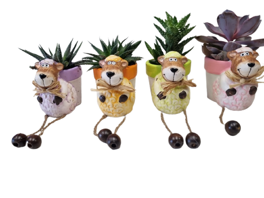 Succulent Sheep Novelty 8cm - Assorted