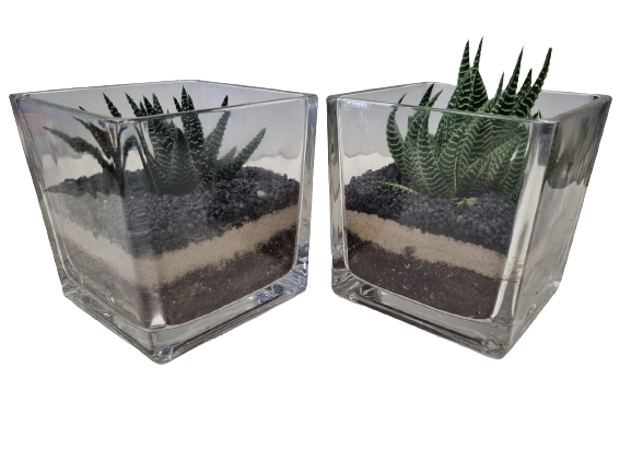 Succulent Terrarium Glass Cube 12cm - Assorted