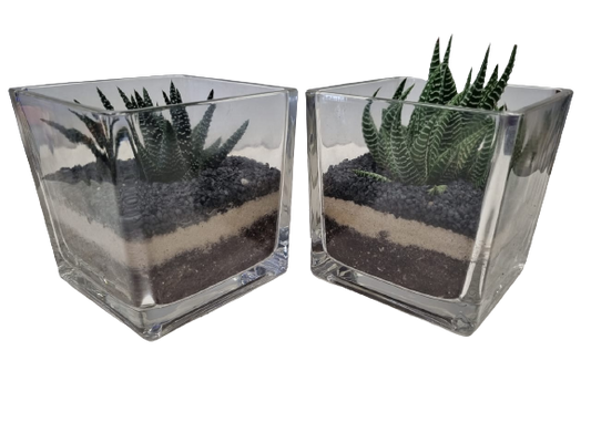 Succulent Terrarium Glass Cube 12cm - Assorted