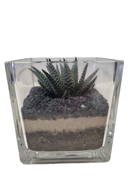 Succulent Terrarium Glass Cube 12cm - Assorted