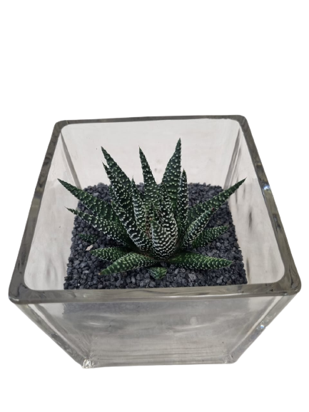 Succulent Terrarium Glass Cube 12cm - Assorted