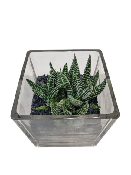 Succulent Terrarium Glass Cube 12cm - Assorted