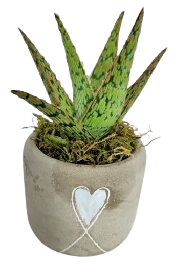 Succulent in ceramic pot - 7,5cm