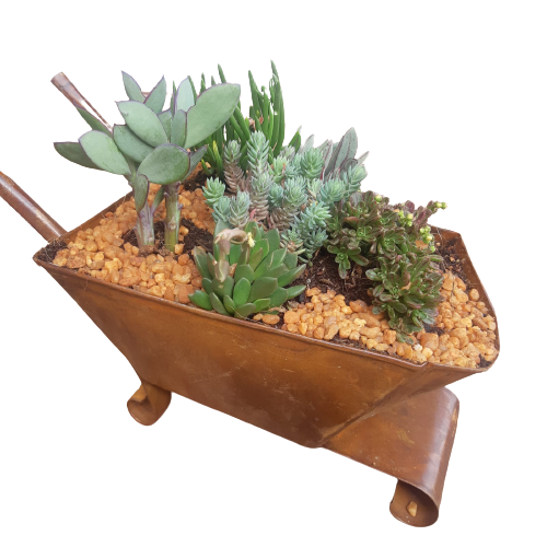 Tin Barrow Decorative Succulent
