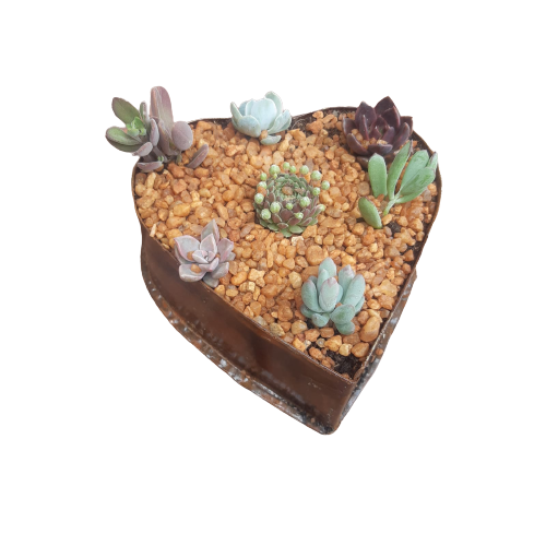 Tin Heart Decorative Succulent
