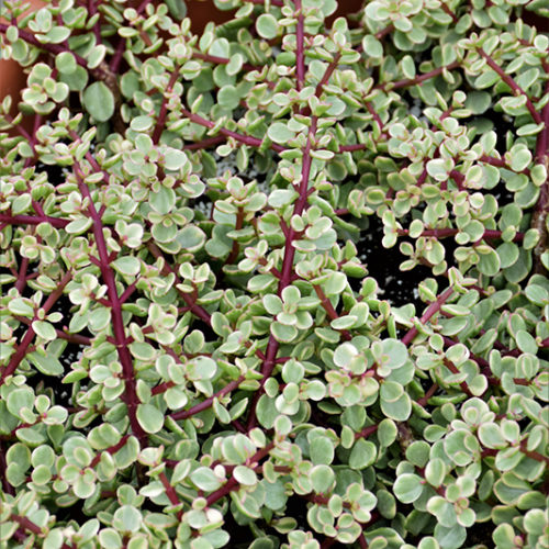 Portulacaria Afra - Braided (Elephant Bush) - 15cm