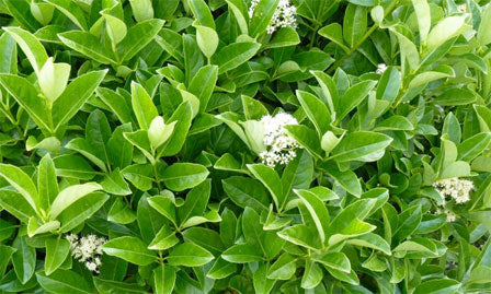 Viburnum odoratissimum sinensis Std 10 lt