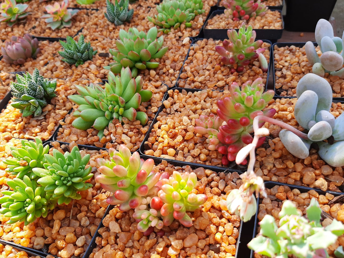 Decorative Square Succulent 10cm