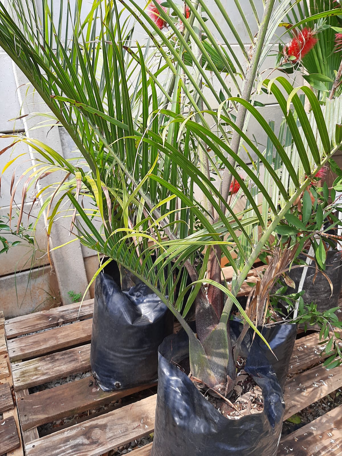 Dypsis decaryi (Triangle palm ) 20L