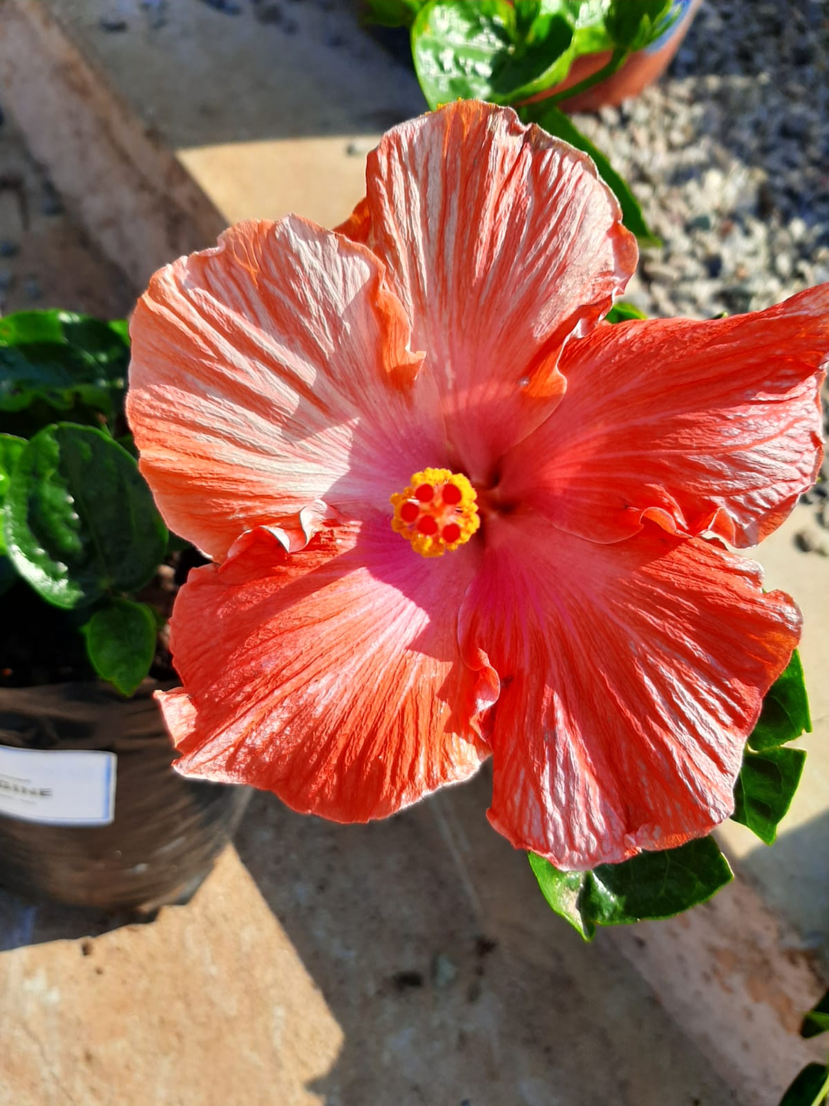 Hibiscus Assorted - 5L