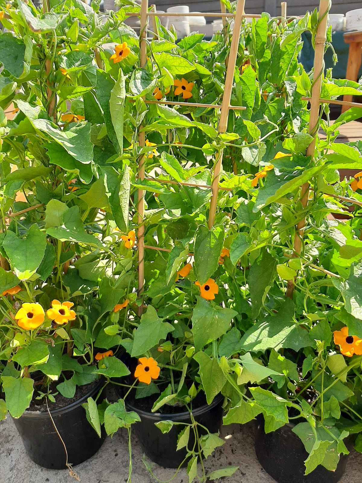 Thunbergia Alata on Trellis- 17cm