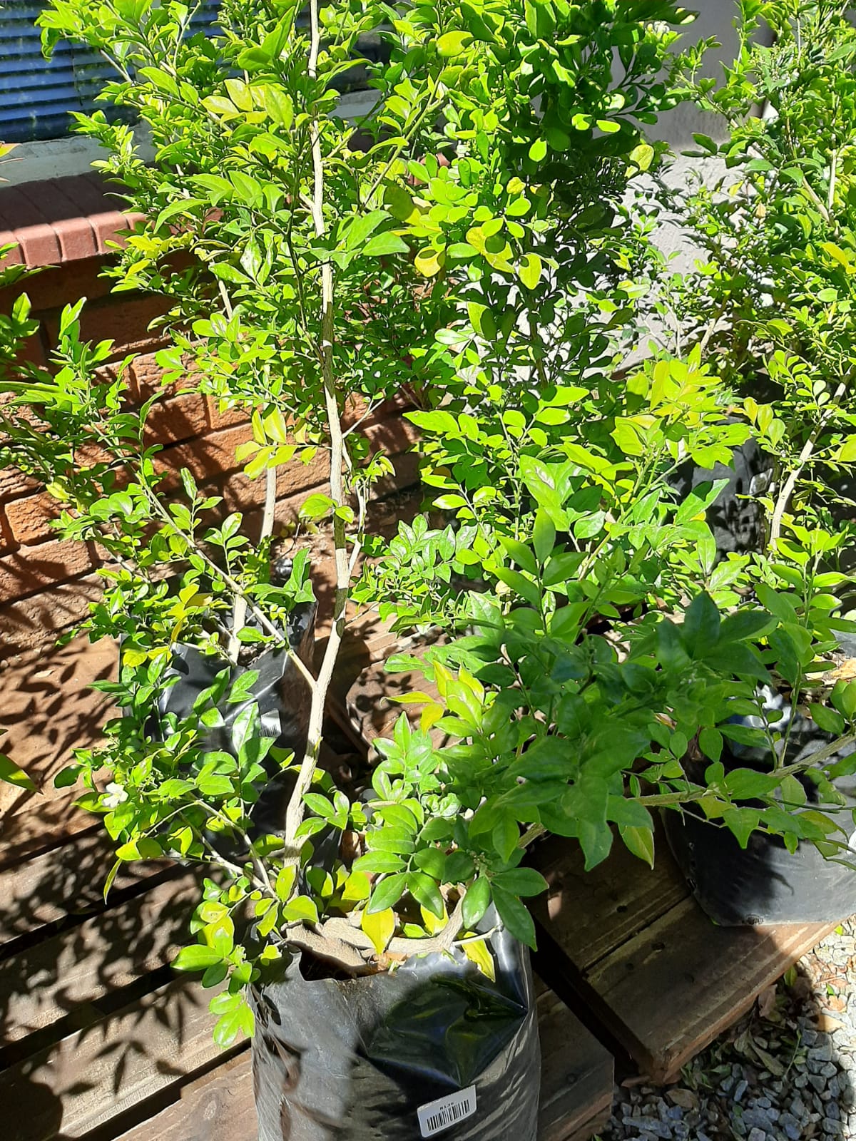 Murraya exotica 10lt