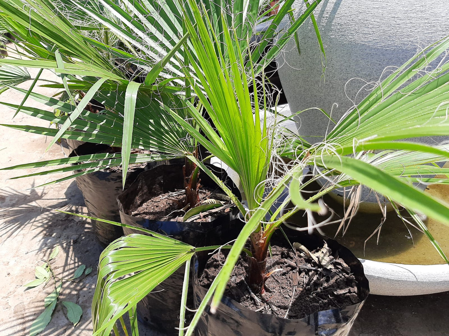 Washingtonia robusta 20lt