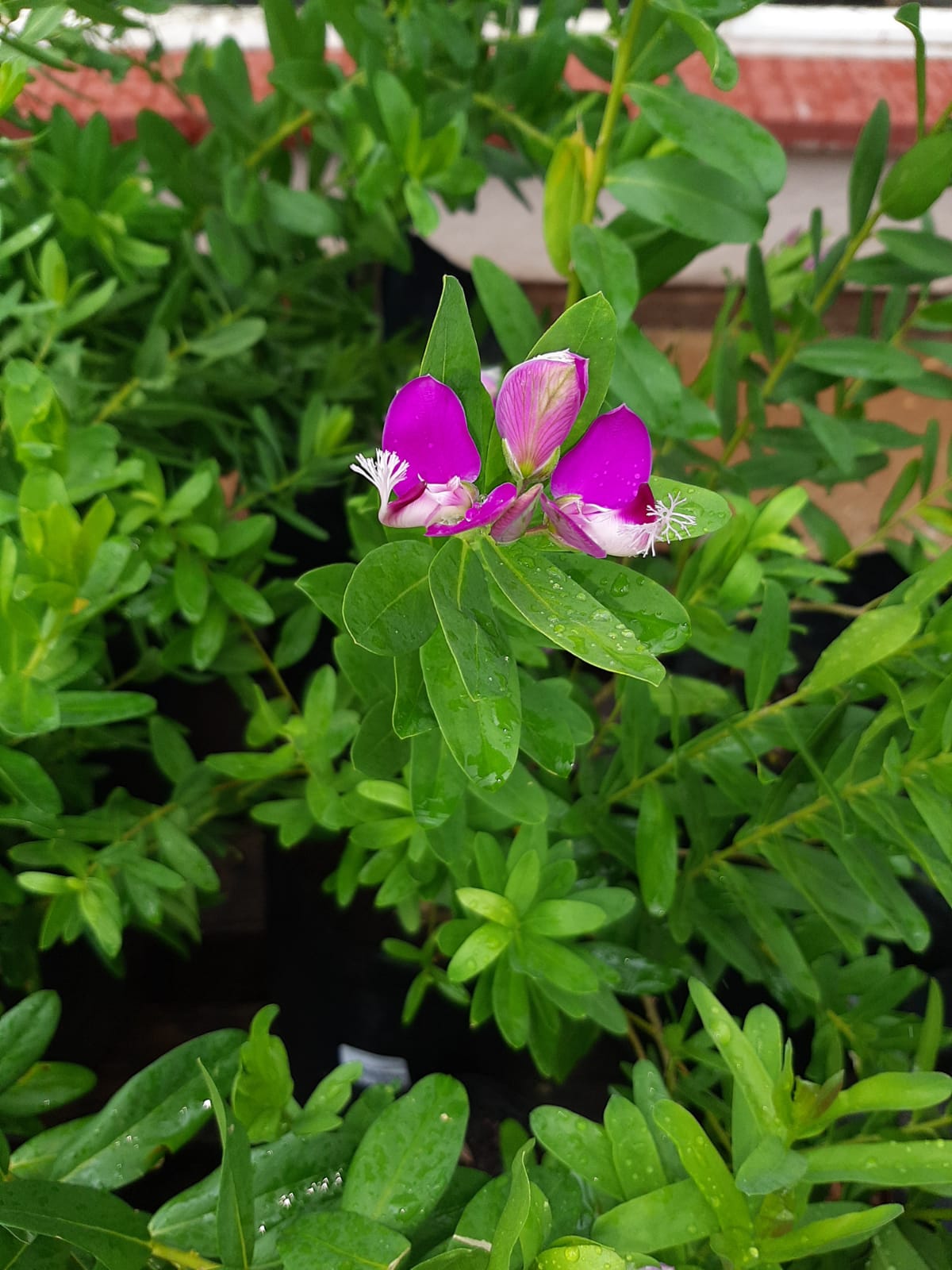 Polygala Myrtifolia 10L