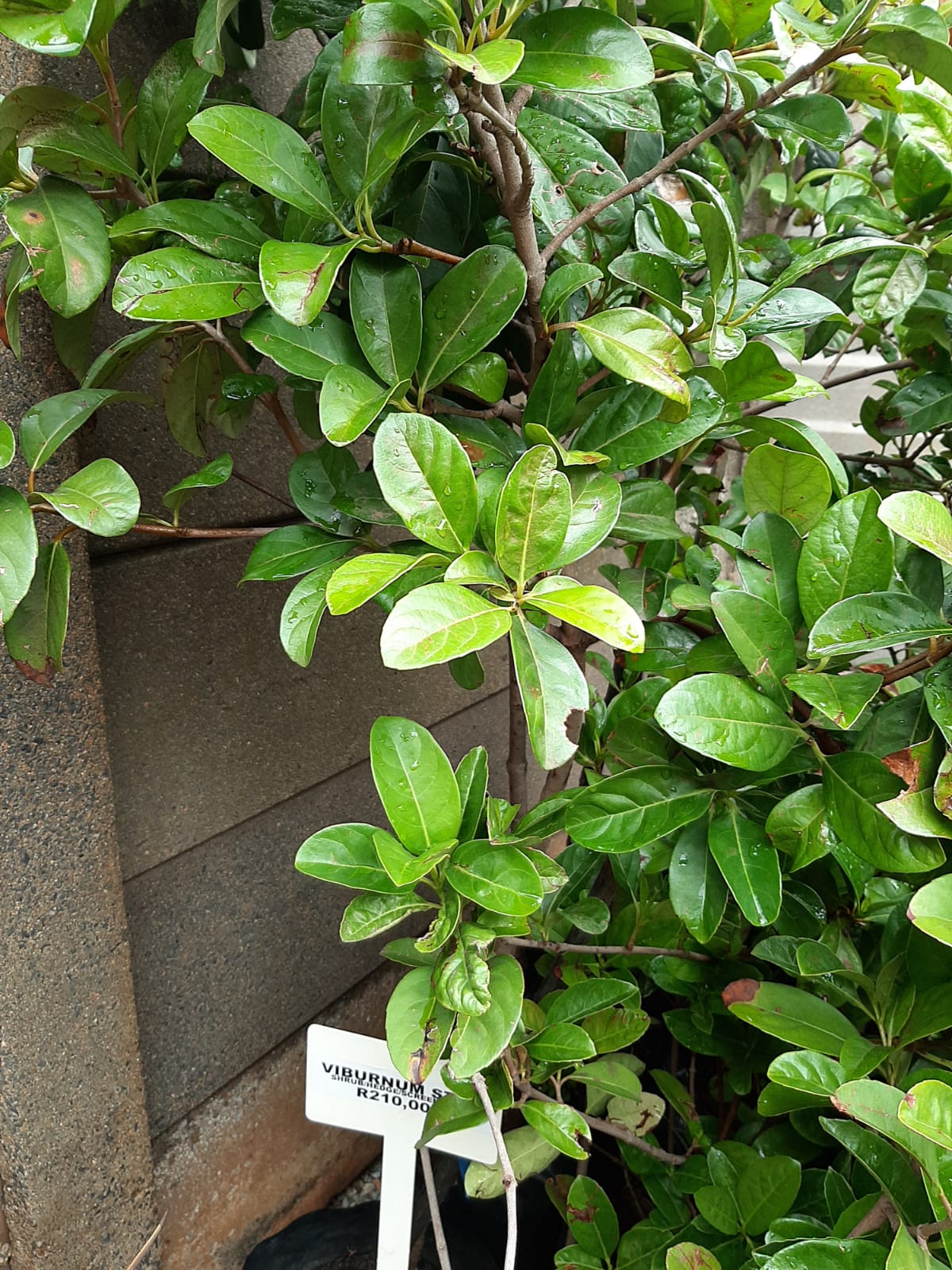 Viburnum odoratissimum sinensis Std 10 lt