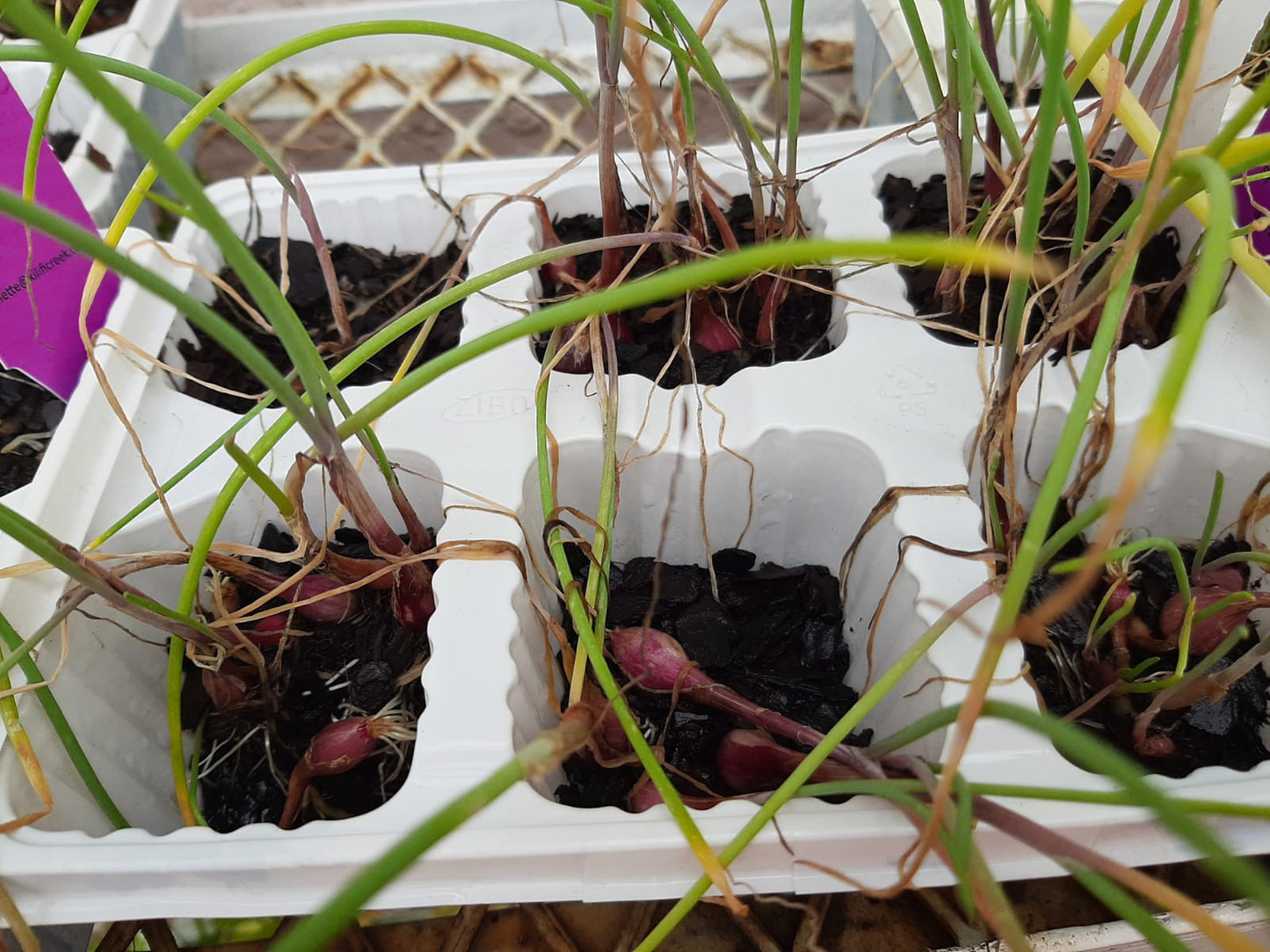 Red Onion Creoli 6 Pack Seedling Tray