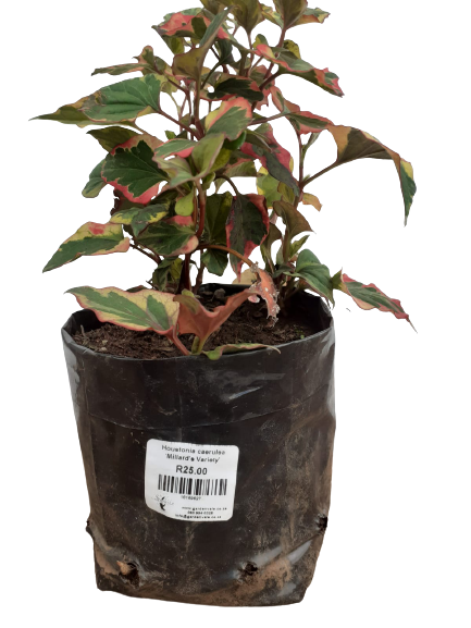 Houstonia Caerulea ‘Millard’s Variety’ - 2L