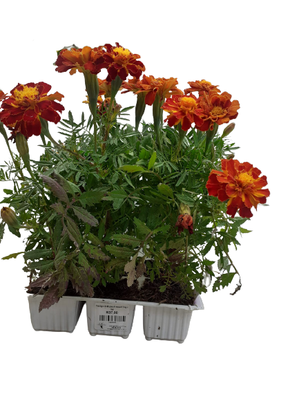 Marigold 6 Pack Seedling Tray
