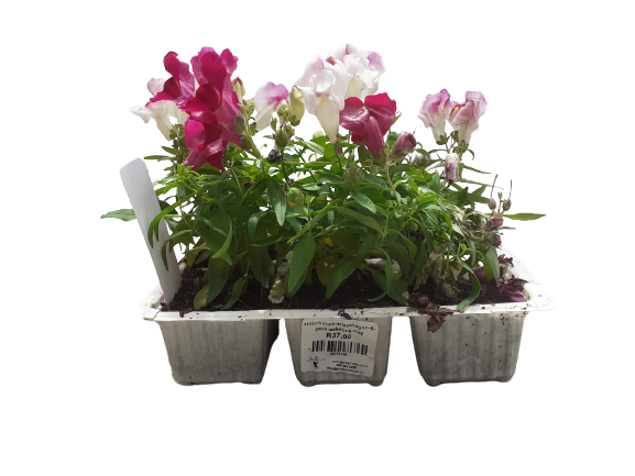 Anterrhinum (Snapdragon) 6 Pack Seedling Tray