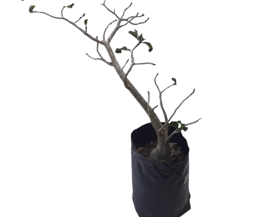 Adenium Obesum var. Multiflorum - Impala Lily 20L