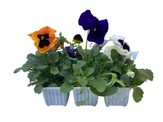 Pansy - 6 Pack Seedling Tray