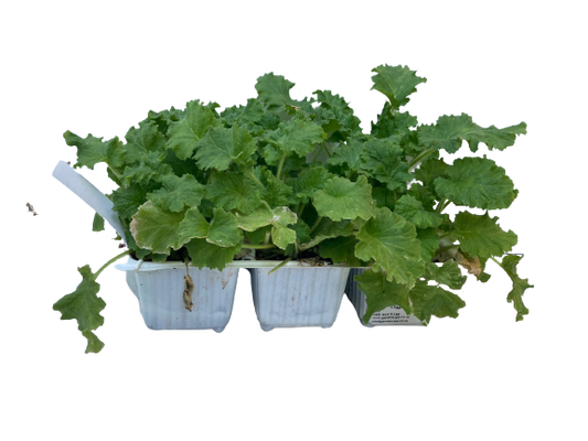 Primula - 6 Pack Seedling Tray