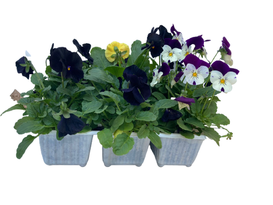 Viola Mix 6 Pack Seedling Tray (Various Colours)