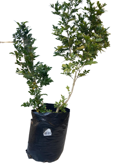 Murraya exotica 10lt