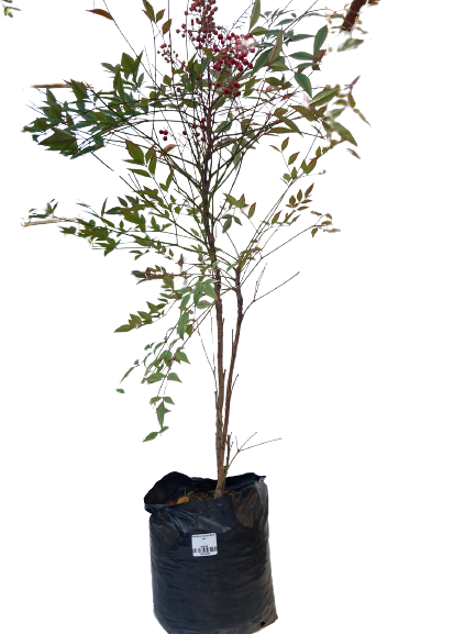 Nandina domestica - 10L