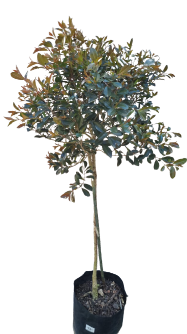 Syzygium Paniculata STD 10L & 40L