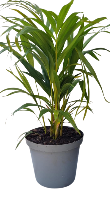 Bamboo Palm Chrysalidocarpus Lutescens/Dypsis Lutescens - 25cm