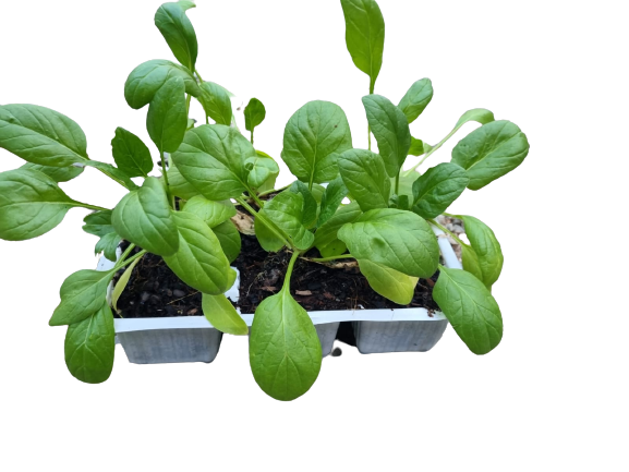 Baby Spinach 6 Pack seedling mix